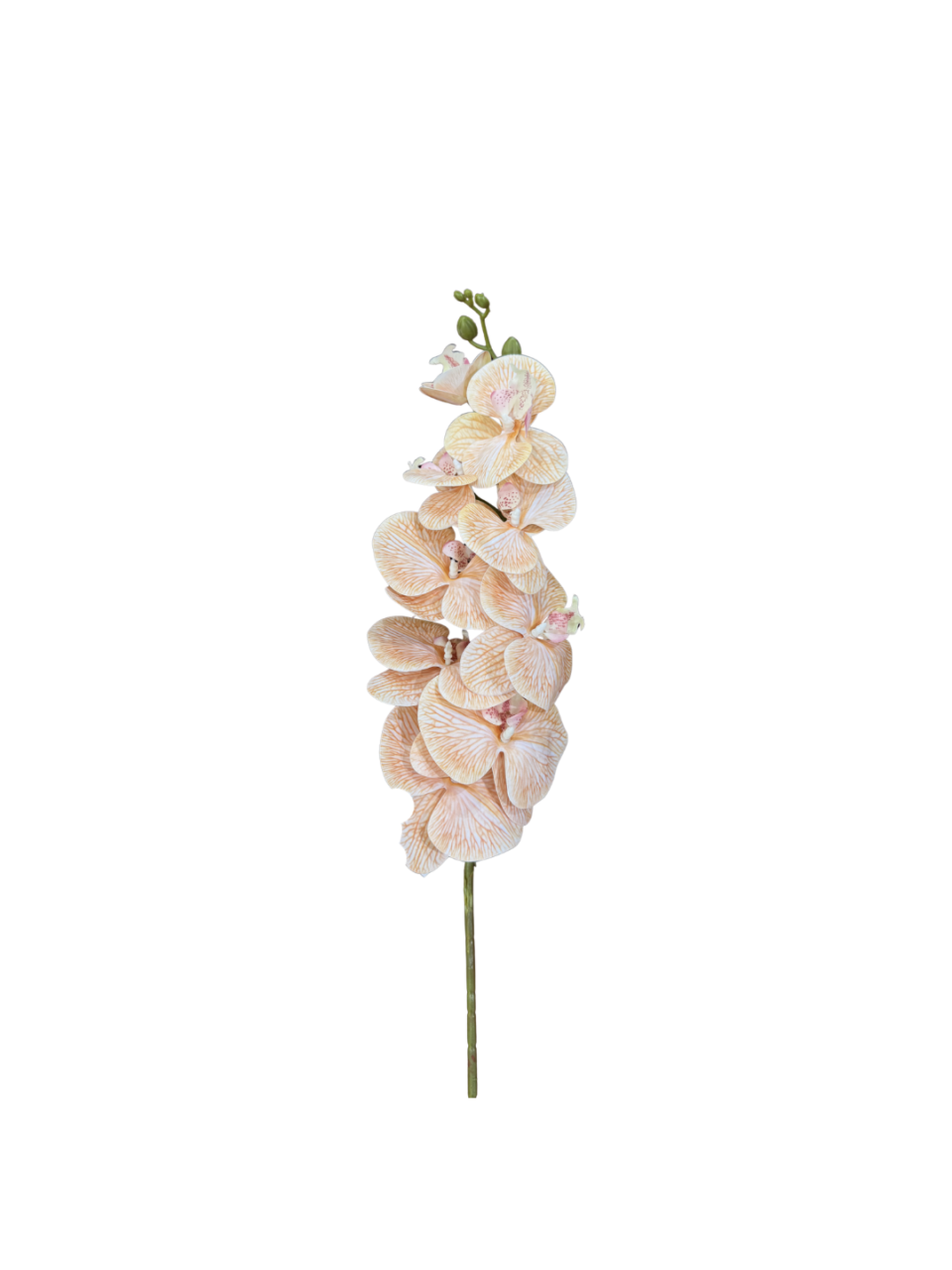 Phalaenopsis 130*38*89
