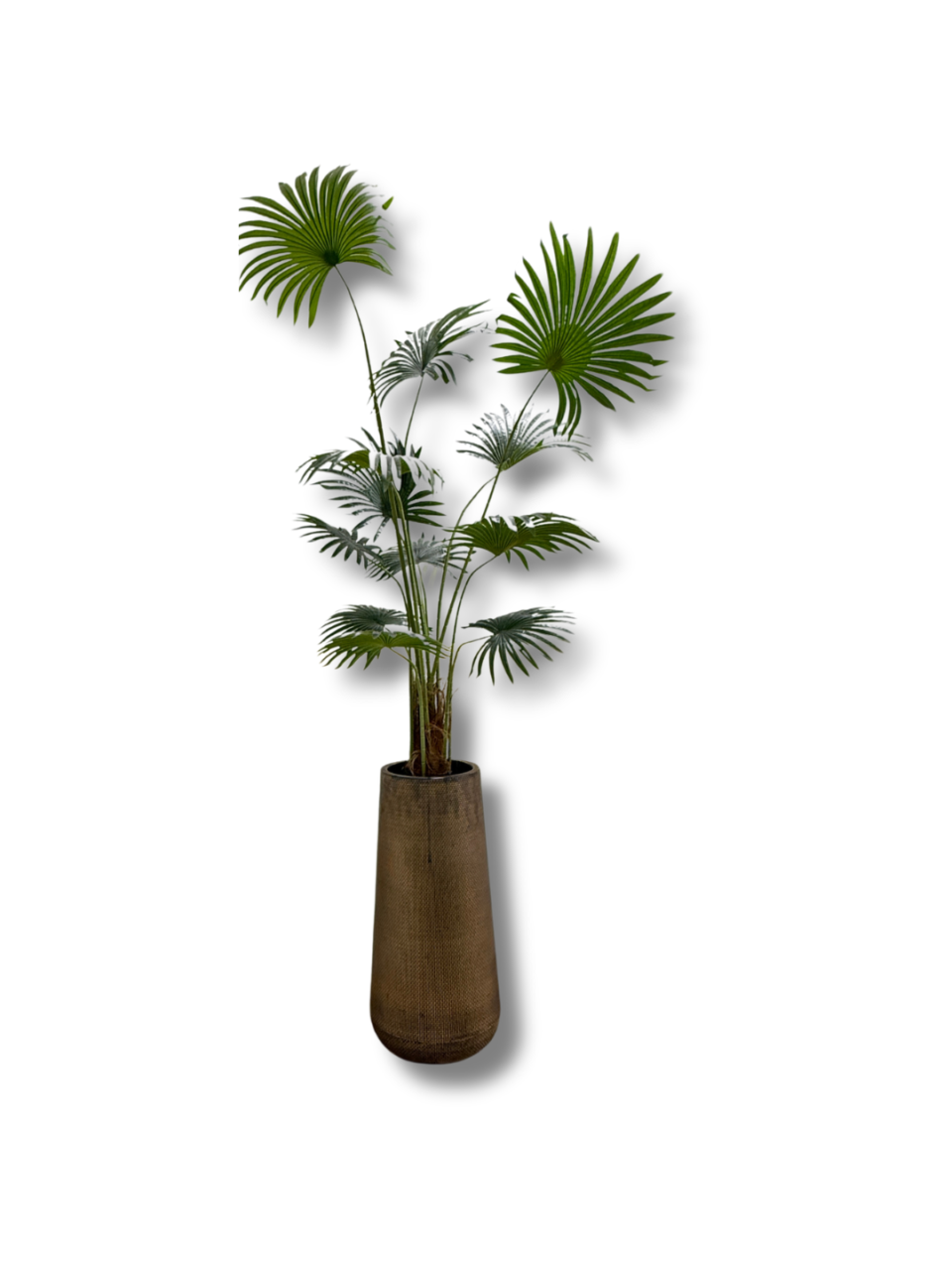 Fan palm 220*42*19